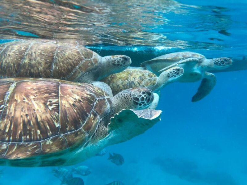 São Vicente: Snorkel with Sea Turtles Adventure - The Value of the Experience