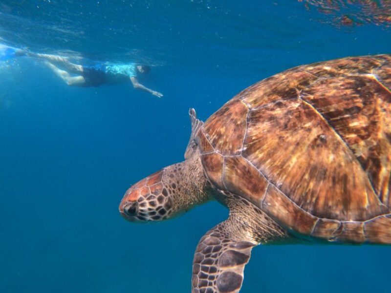São Vicente: Snorkeling with Turtles Breathtaking Experience - São Vicente: Snorkeling with Turtles Breathtaking Experience