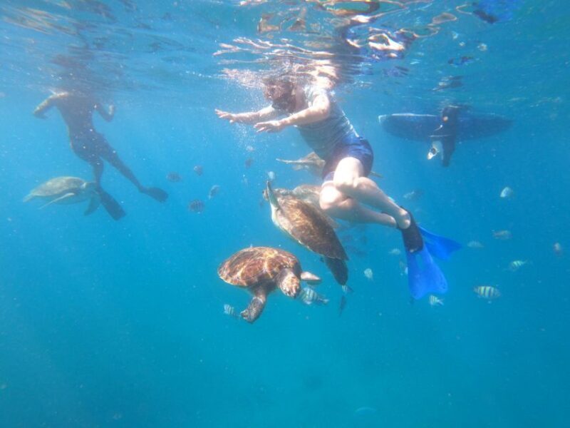 São Vicente: Snorkeling with Turtles Breathtaking Experience - Key Points