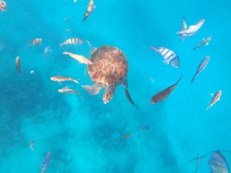 São Vicente: Snorkeling with Turtles Breathtaking Experience - Pricing and Value