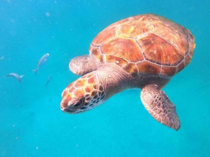 São Vicente: Snorkeling with Turtles Breathtaking Experience - Who Should Book This Tour?
