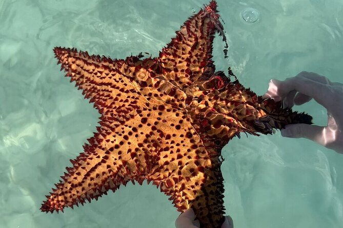 saona-island-day-trip-from-punta-cana-with-lunch-and-open-bar-2