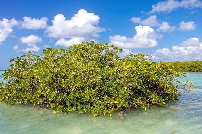 saona-island-full-day-tour-with-lunch-from-punta-cana