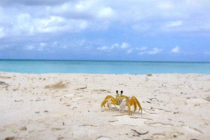 saona-island-natural-pool-starfish-fast-boat-catamaran-dances