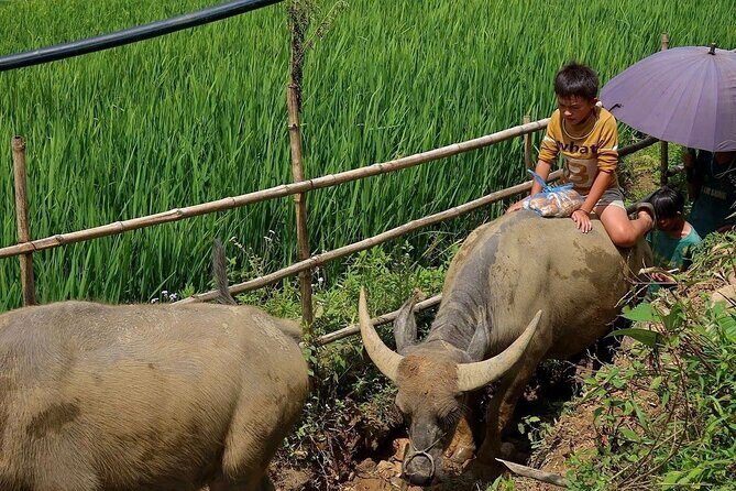 Sapa 2-Day Trek: Hmong Villages, Rice Terraces & Homestay - Final Thoughts