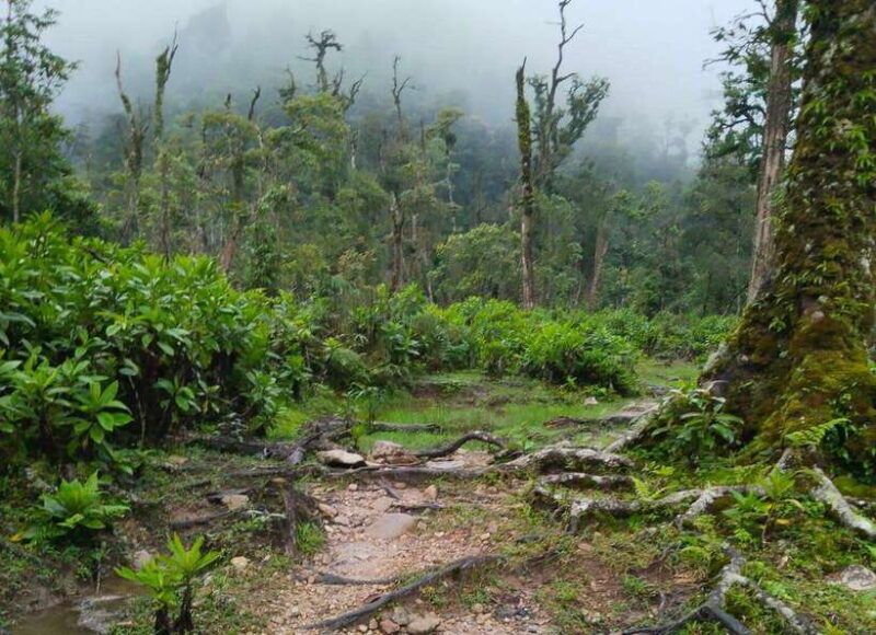 sapa-climb-up-to-fansipan-mountain-with-local-guide