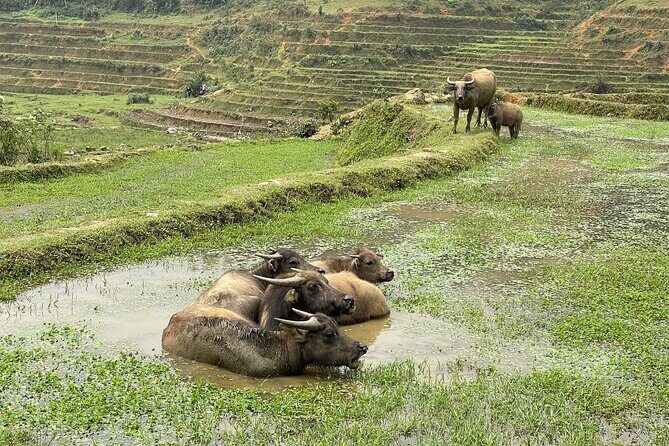 Sapa Explorer Trek: Stunning Views & Minority Villages - What the Experience Feels Like