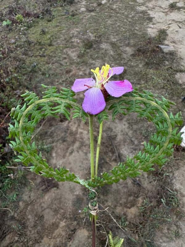 Sapa: Full-Day Guided Trek to Thao Hong Den Village - Final Thoughts