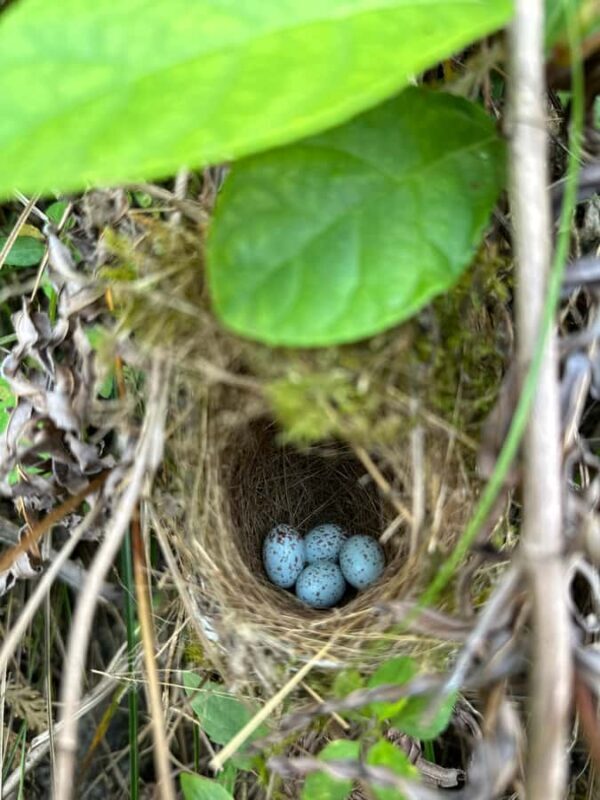 Sapa: Full-Day Guided Trek to Thao Hong Den Village - FAQ