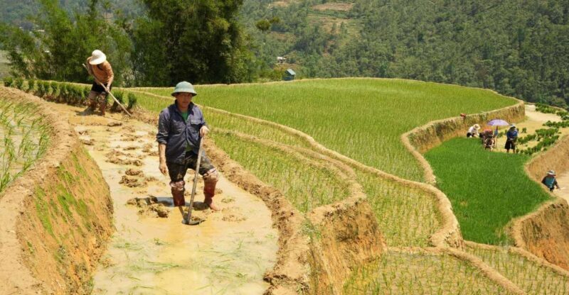 Sapa hard trekking villages and homestay 2 days 1 night trip - Key Points