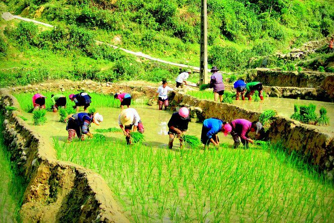 Sapa Hmong Family Trekking Adventures - Exploring the Itinerary: What to Expect on Your Trek