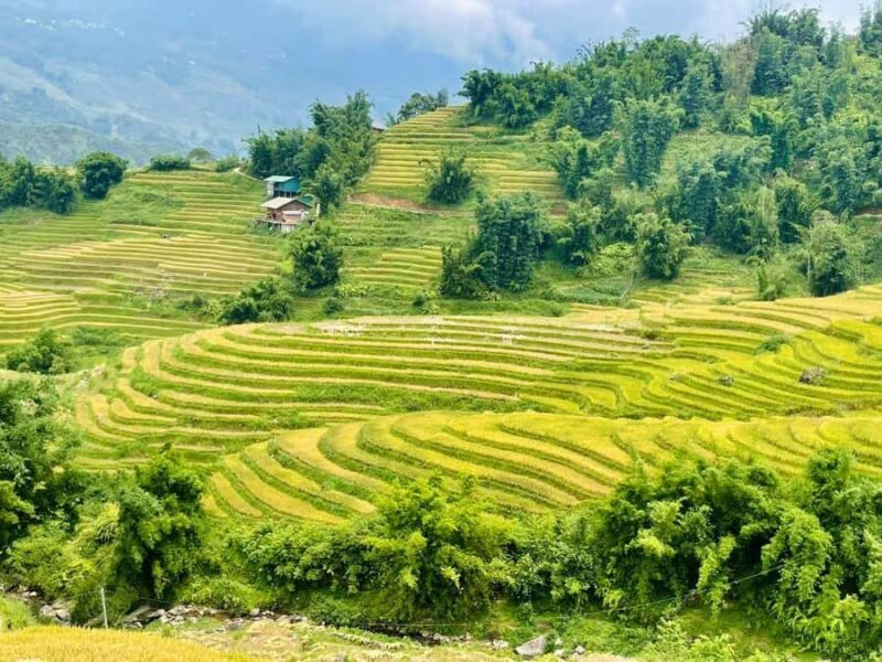 Sapa : Muong Hoa Valley 1 Day Trek  Stunning Rice Terraces - Discovering Sapa: The Muong Hoa Valley Trek Experience