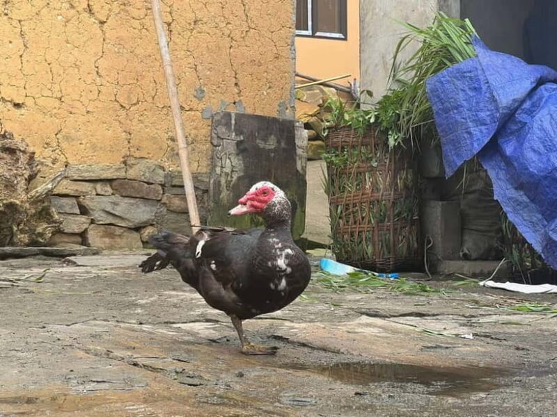 Sapa Trekking Discover Terraced Fields & Ethnic Villages - Key Points