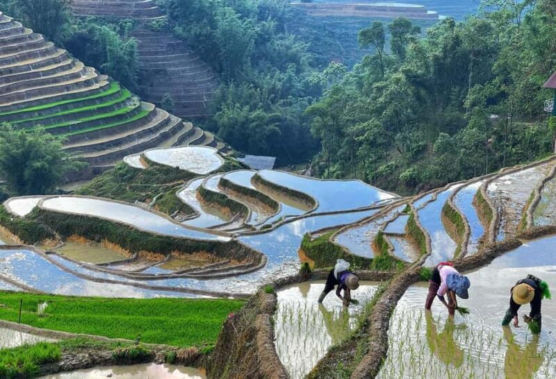 Sapa Trekking Explore Terraced Rice Fields, Ethnic Culture - Who Will Love This Experience?