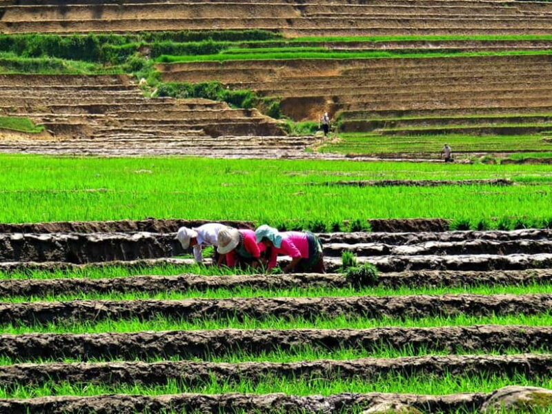 Sapa Trekking Guide Francophone 2 days 1 night - Key Points