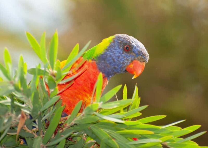 Sapphire Coast: 7h Shore Excursion with Aussie Morning Tea - Who Will Love This Tour?
