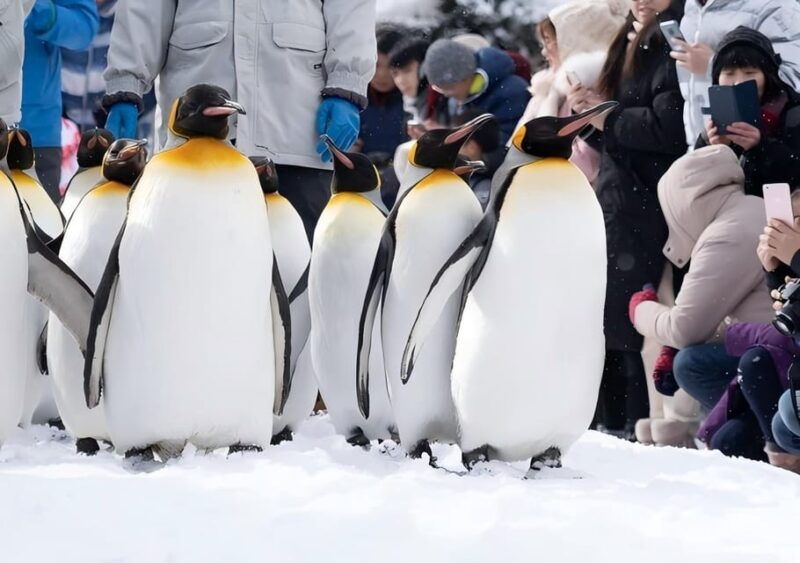 sapporo-asahikawa-zoo-shirahige-falls-ningle-terrace-tour