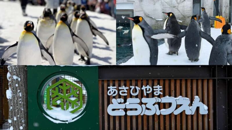 Sapporo: Asahikawa,Biei and Furano day Tour in small group - The Details: What You Can Expect from the Tour