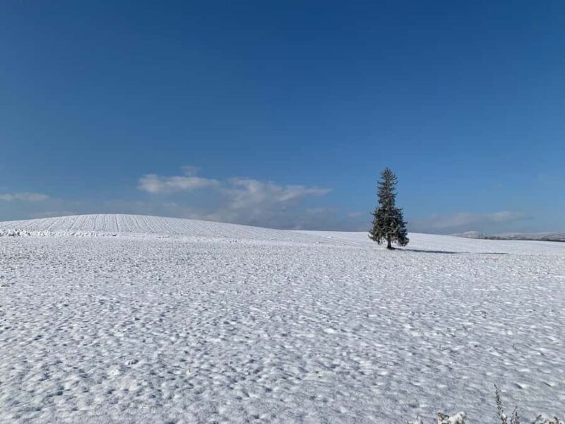 Sapporo: Asahikawa,Biei and Furano day Tour in small group - FAQ