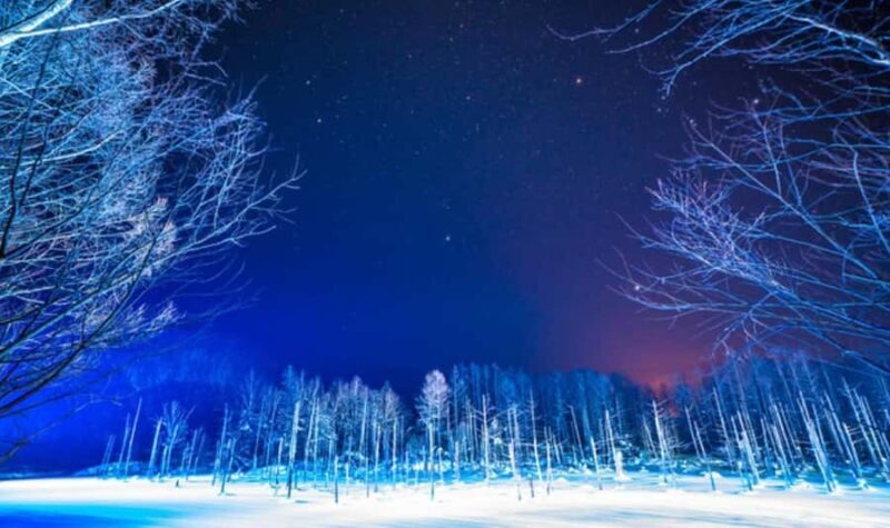 Sapporo: Asahiyama Zoo and Blue Pond Day Trip - An In-Depth Look at the Travel Experience