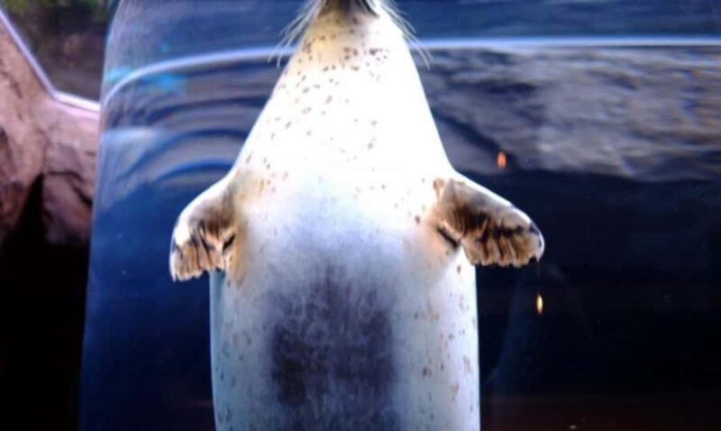 Sapporo: Asahiyama Zoo and Blue Pond Day Trip - What’s the Value?