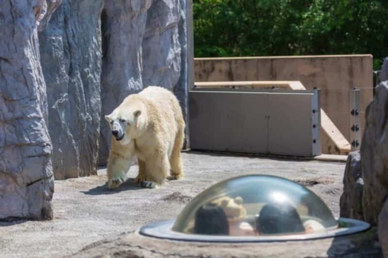 Sapporo: Asahiyama Zoo and Blue Pond Day Trip - The Sum Up