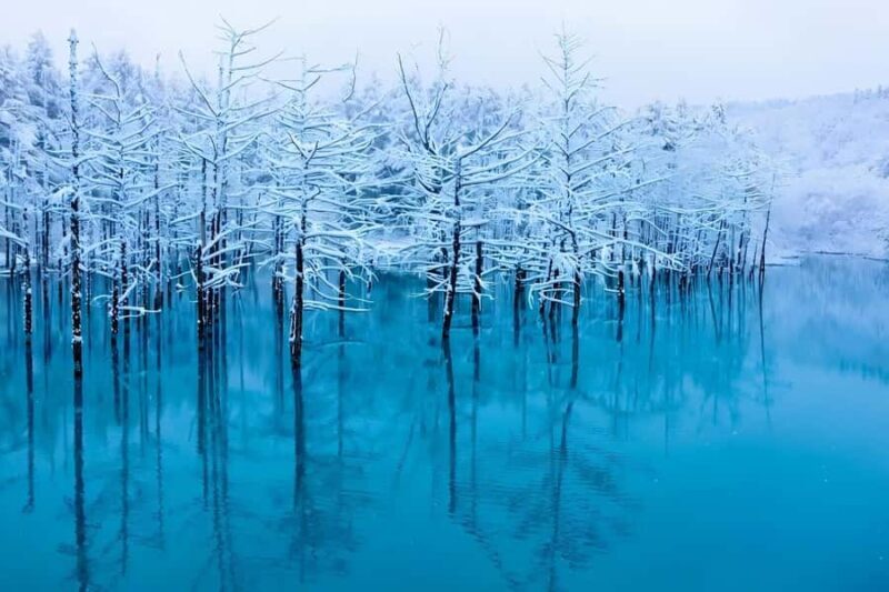 Sapporo: Asahiyama Zoo and Ningle Terrace Trip /w Pickup - The Experience: Pros and Cons