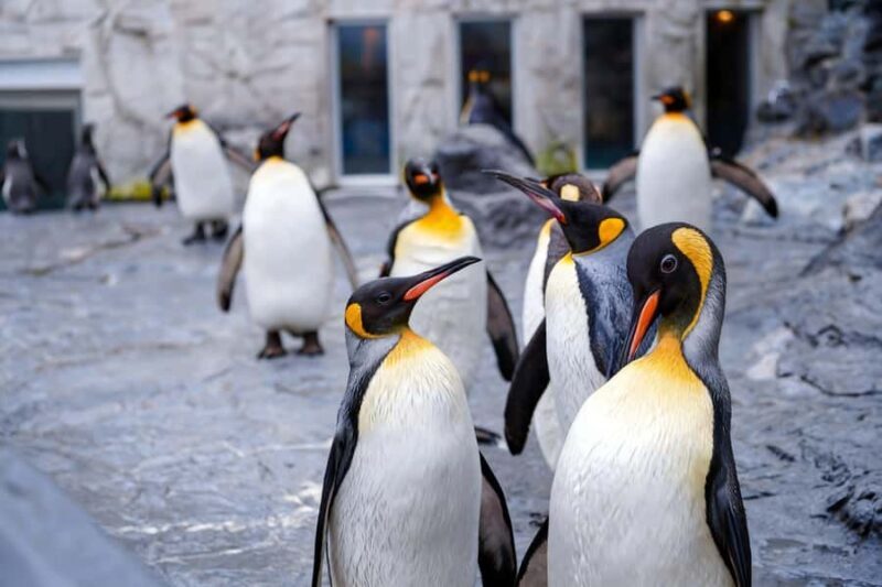 Sapporo: Asahiyama Zoo and Shirahige Falls Trip /w Pickup - A Closer Look at the Itinerary & Experiences