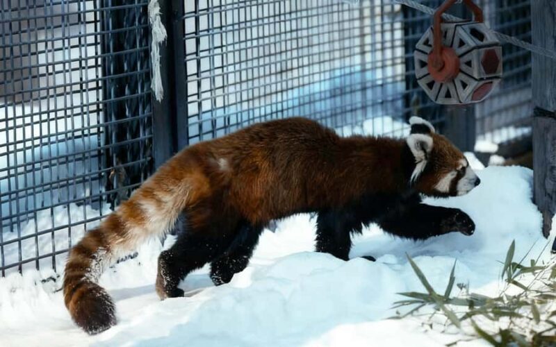 Sapporo: Asahiyama Zoo and Shirahige Falls Trip /w Pickup - FAQs