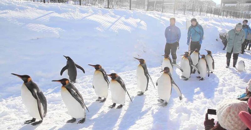 sapporo-asahiyama-zoo-and-shirahige-falls-trip-with-ticket