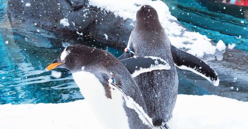 sapporo-asahiyama-zoo-shirahige-falls-biei-pond-day-tour