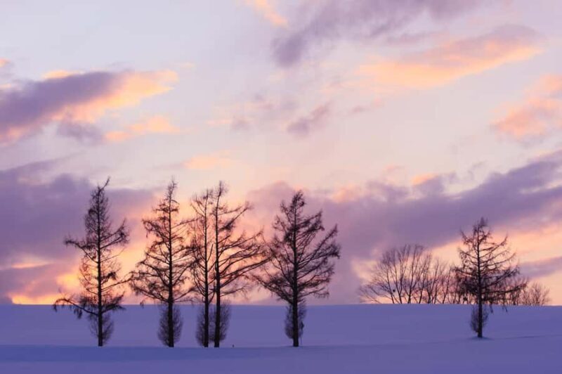 Sapporo Asahiyama Zoo, Tree Spot & Waterfalls Day Tour - Key Points