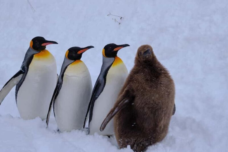 Sapporo Asahiyama Zoo, Tree Spot & Waterfalls Day Tour - An In-Depth Look at the Itinerary