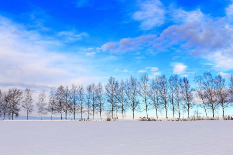 Sapporo Asahiyama Zoo, Tree Spot & Waterfalls Day Tour - Frequently Asked Questions