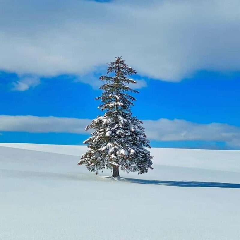 Sapporo: Biei & Furano Private Tour with Hot Spring - Key Points