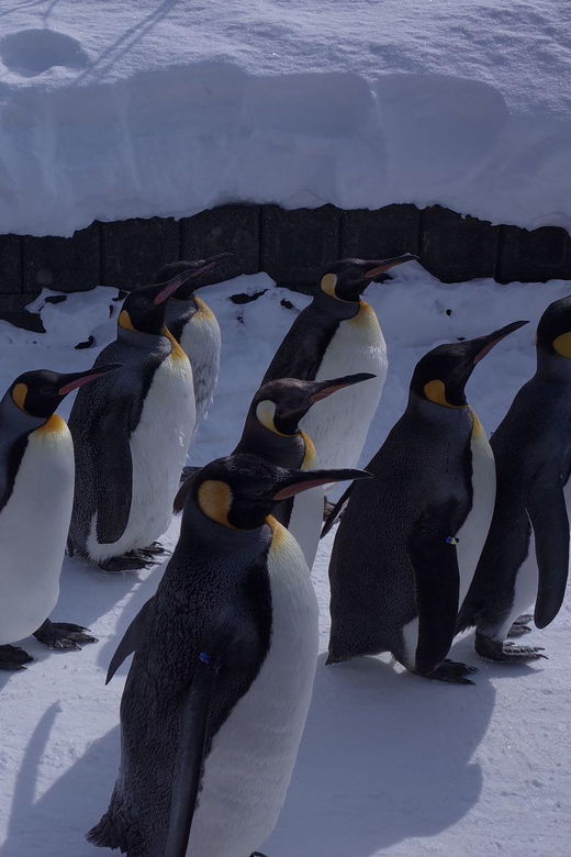 sapporo-departure-asahiyama-zoo-winter-1-day-tour