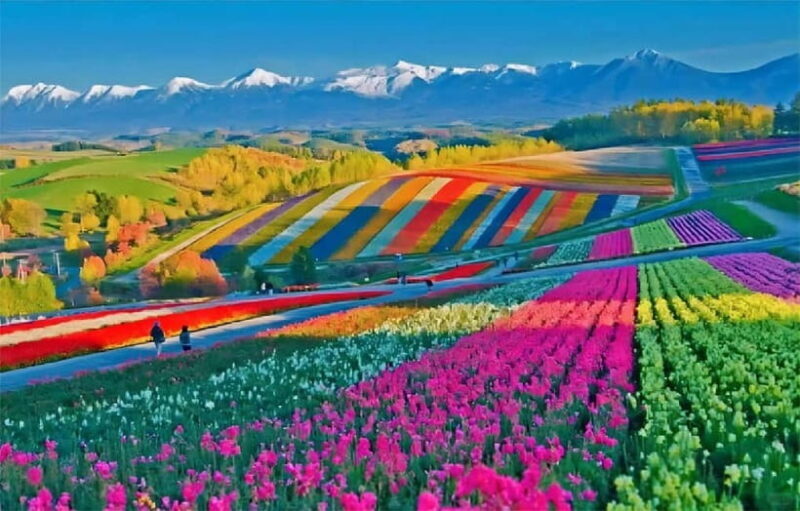 Sapporo: Furano Flower Sea & Biei Blue Pond Tour w/ Pickup - Exploring the Itinerary in Detail