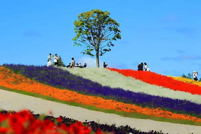 Sapporo: Furano Lavender & Biei Blue Pond Tour with Lunch - Authentic Experiences & Unique Highlights