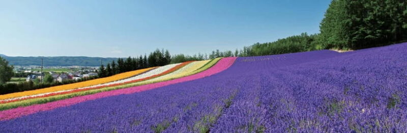 Sapporo: Furano Lavender & Biei Blue Pond Tour with Lunch - The Sum Up