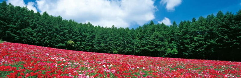 Sapporo: Furano Lavender & Biei Blue Pond Tour with Lunch - FAQ