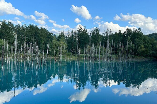 Sapporo to Blue Pond & Shirahige Falls Furano Private Tour - Key Points