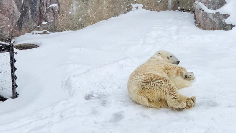 Sapporo Winter : Asahiyama Zoo (Penguin Fun & Snowmobile) - A Genuine Look at the Tour Experience