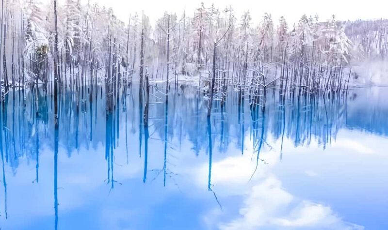 Sapporo:Asahiyama Zoo,Shirahige Waterfall&Blue Pond Day Trip - An Overview of the Tour Experience