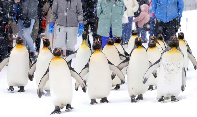 Sapporo:Asahiyama Zoo,Shirahige Waterfall&Blue Pond Day Trip - Who Will Love This Tour?