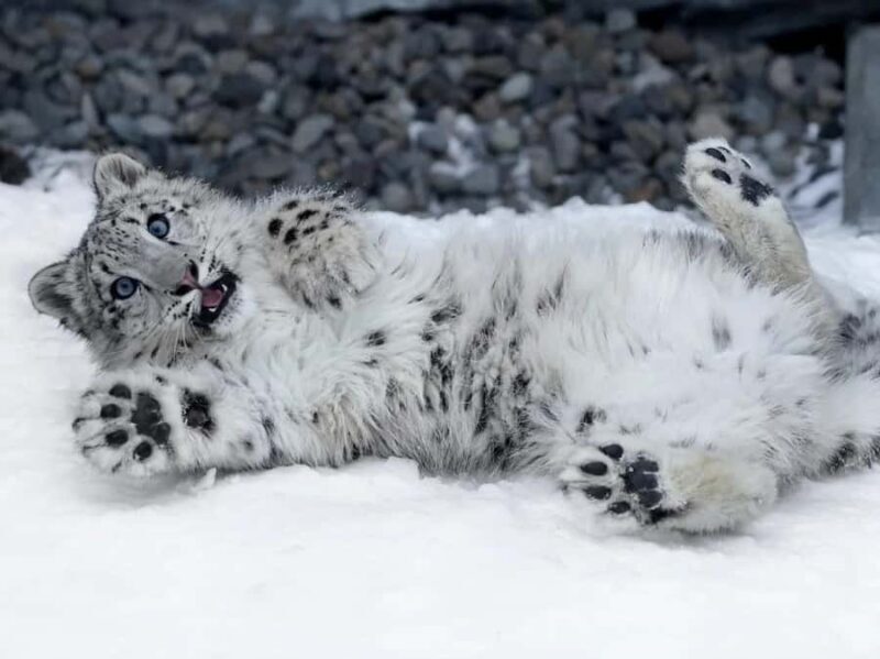 Sapporo:Asahiyama Zoo,Shirahige Waterfall&Blue Pond Day Trip - Frequently Asked Questions