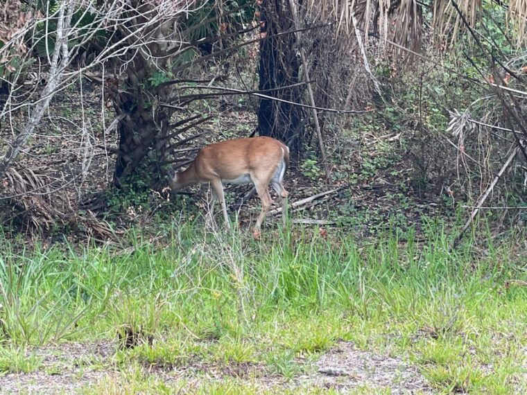 sarasota-myakka-state-park-e-bike-safari-experience