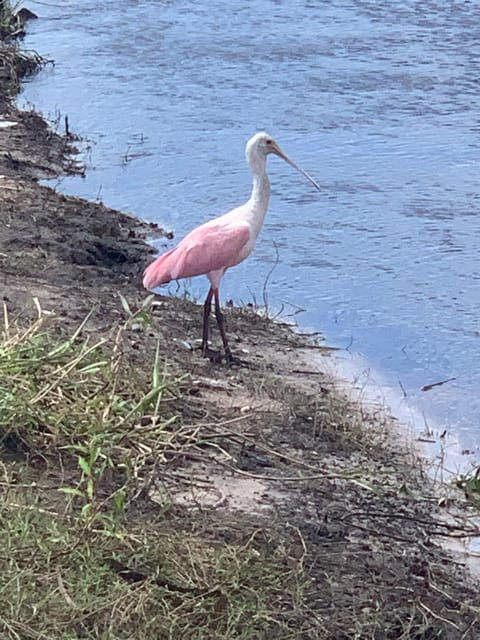sarasota-myakka-state-park-e-bike-safari-experience