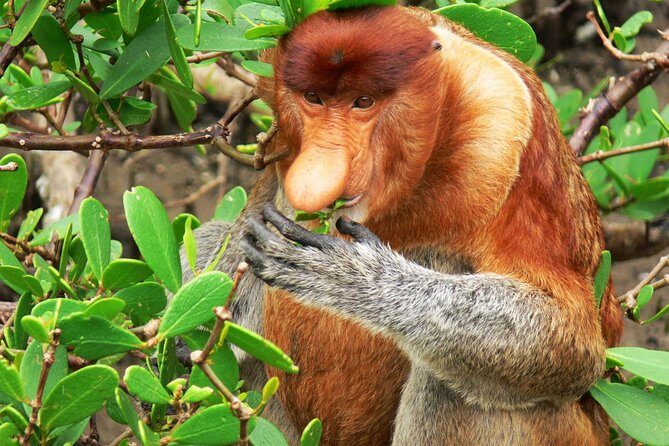 Sarawak Bako National Park Tour : Pristine Rainforest Jungle - Flexibility and Independent Exploration