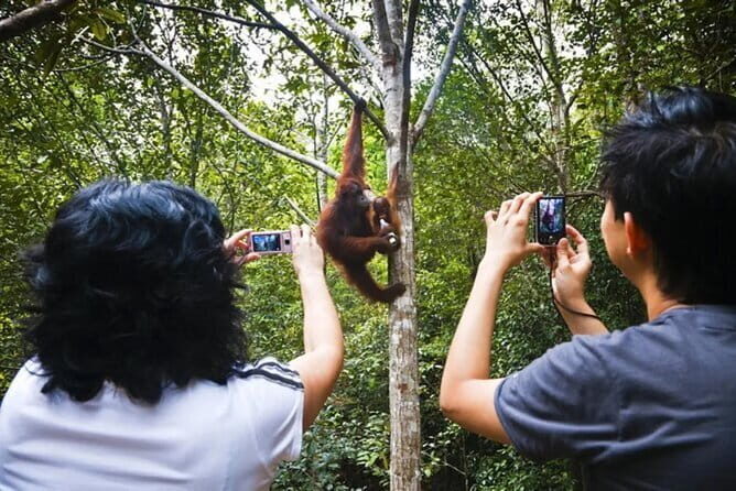 Sarawak Orangutan Semenggoh Wildlife Centre Tour - Key Points