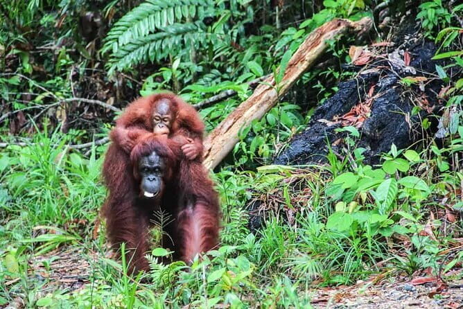 Sarawak Orangutan Semenggoh Wildlife Centre Tour - An In-Depth Look at the Semenggoh Wildlife Centre Tour